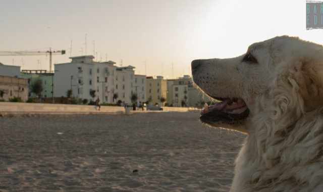 Ama il mare e i bagni al tramonto:  Henry, la bianca mascotte del rione San Girolamo